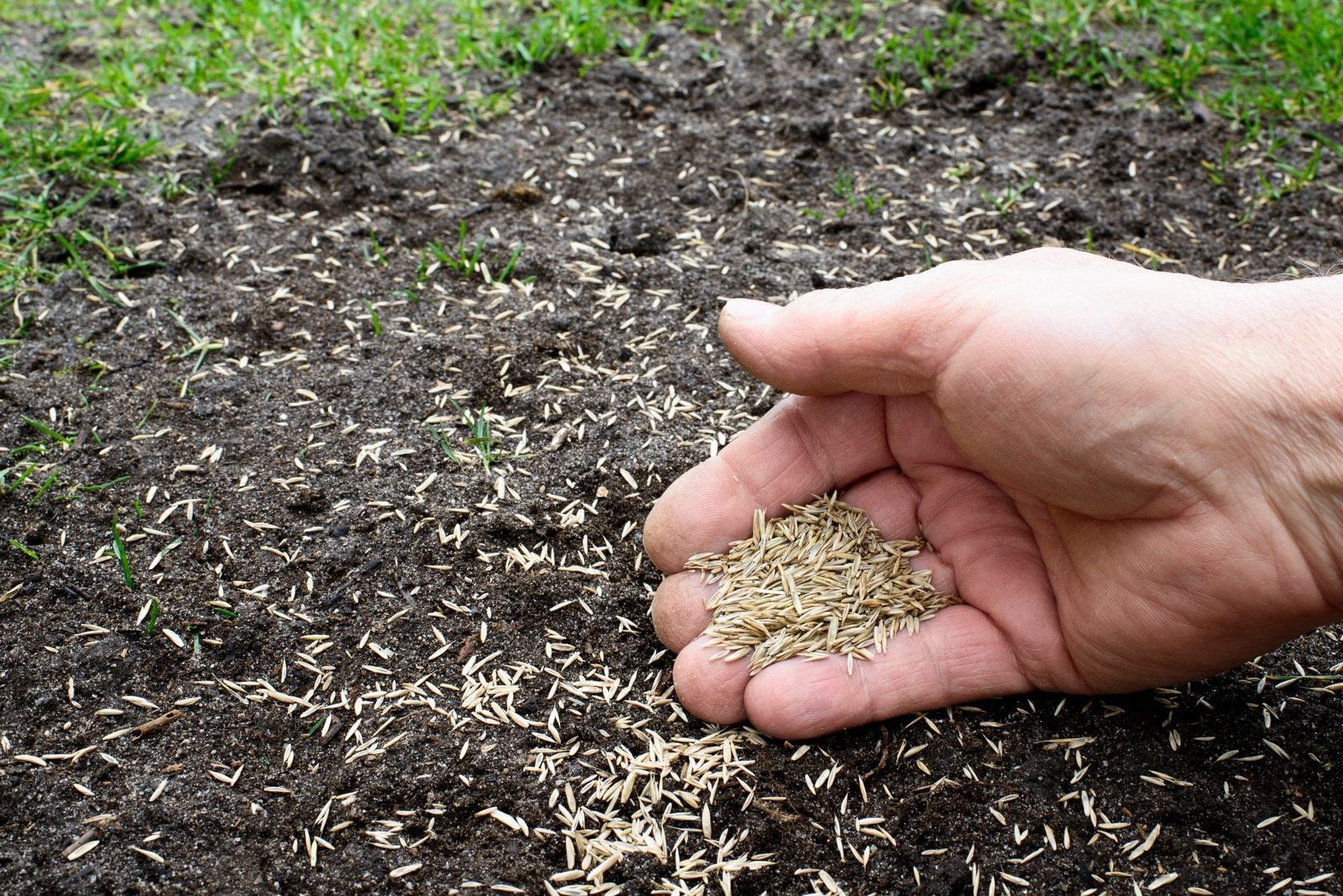 A hand scatters grass seeds onto bare soil, surrounded by patches of grass, indicating preparation for planting in a garden or lawn area.