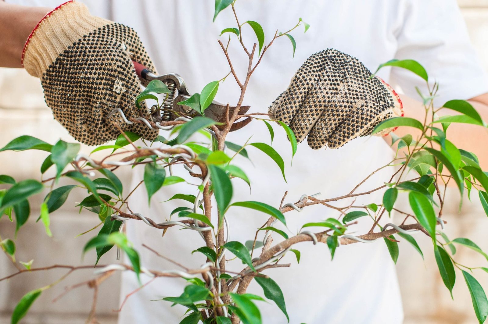 How to Help Your Trees, By Season