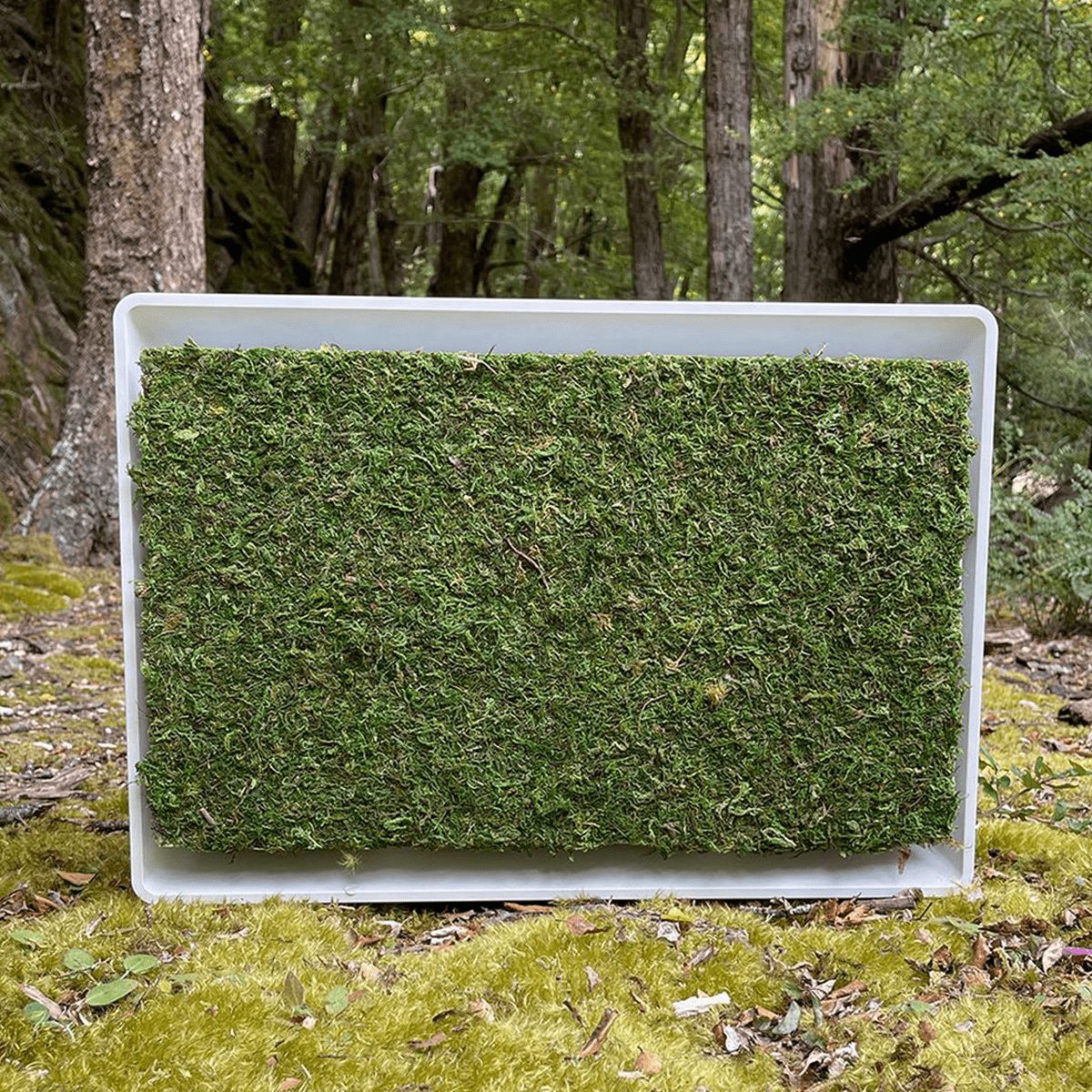 A rectangular container covered with vibrant green moss sits on forest ground, surrounded by trees and mossy terrain, blending into the natu