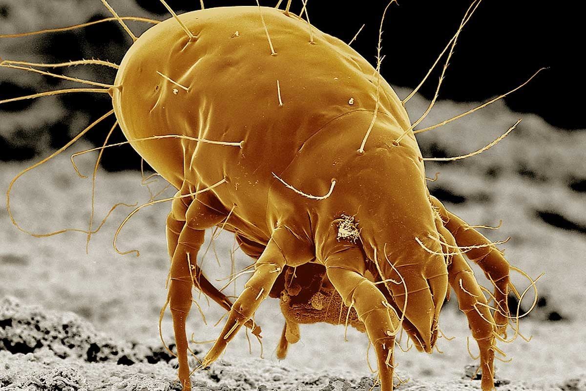 A microscopic mite with numerous fine hairs is depicted on a textured surface, highlighting its detail and setting within a close-up environ