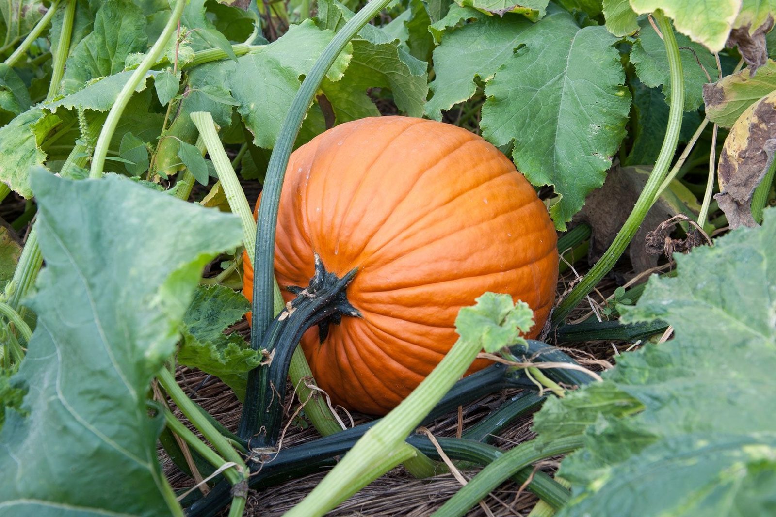 An orange pumpkin rests on the ground, surrounded by green leaves and vines, in a garden setting.