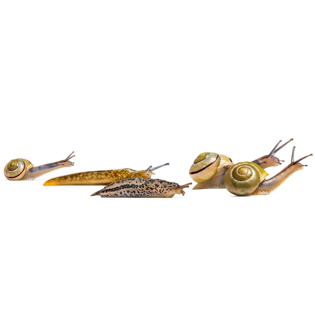 Several snails in varying colors and sizes are slowly moving across a white surface, showcasing different shell patterns and textures.