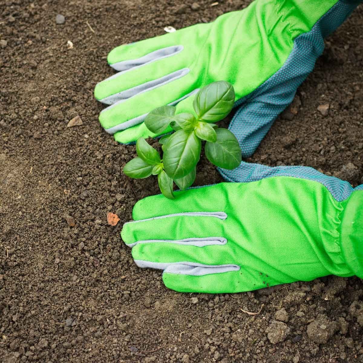 Green gloves press soil around a small basil plant being planted into dark, rich earth. The gardening takes place in a natural outdoor setti